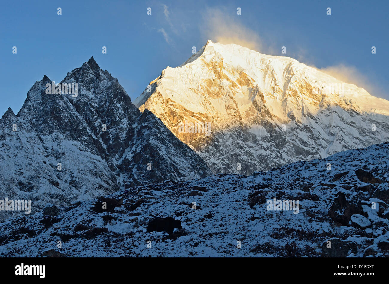 Yak e Langtang Lirung presso sunrise, Langtang National Park, Bagmati, Regione centrale (Madhyamanchal), Nepal, Himalaya, Asia Foto Stock