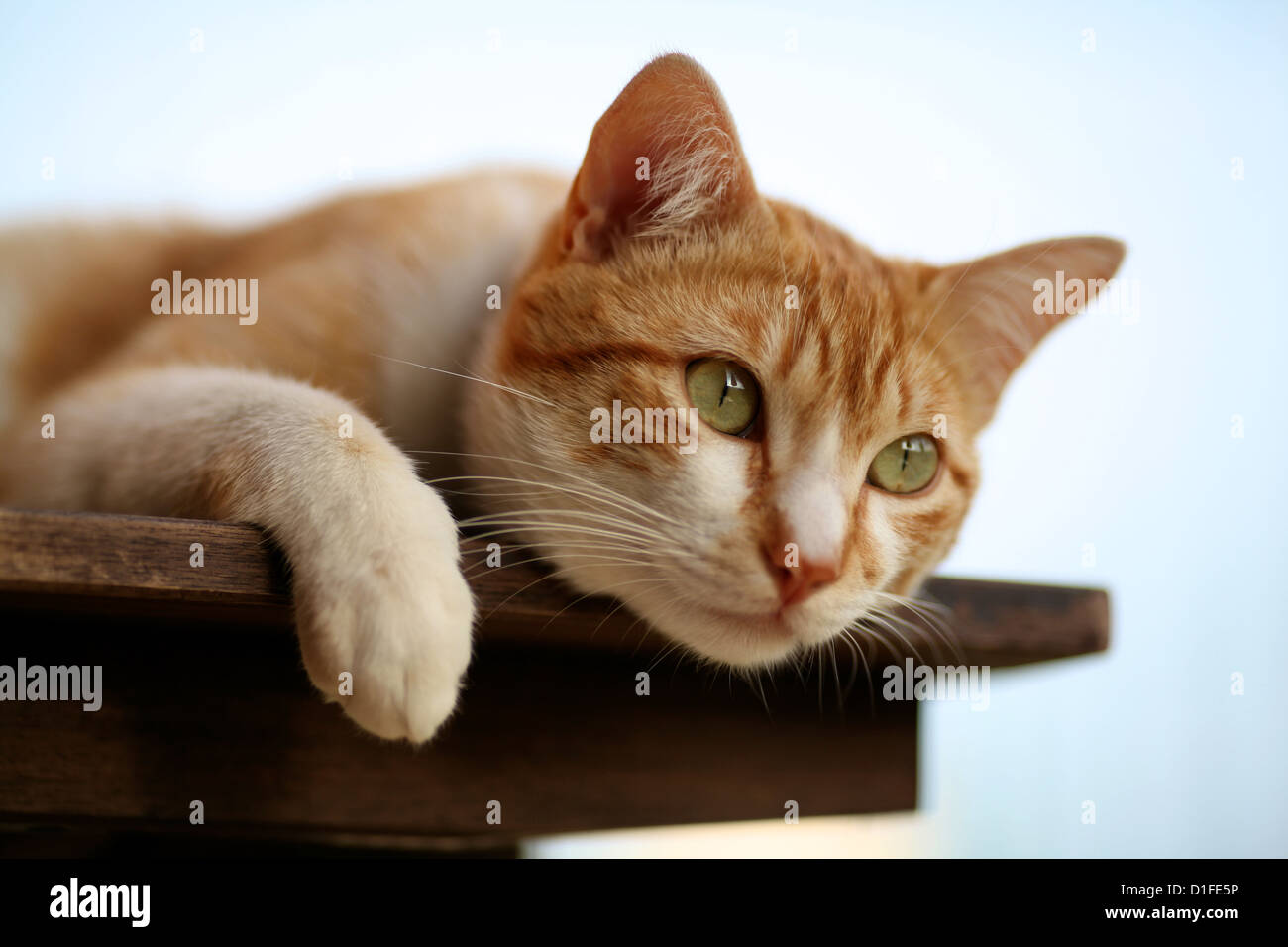 Un arancione gatto domestico giacente in corrispondenza di un bordo di una tabella guardando fuori Foto Stock