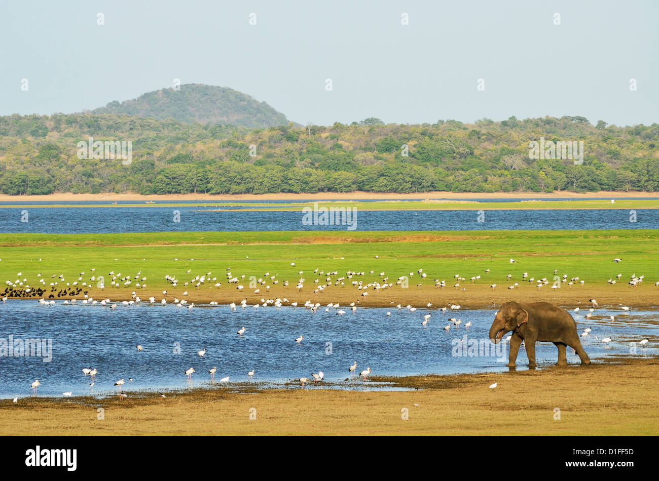 Il governo dello Sri Lanka elephant (Elephas maximus maximus), Minneriya National Park, Sri Lanka, Asia Foto Stock