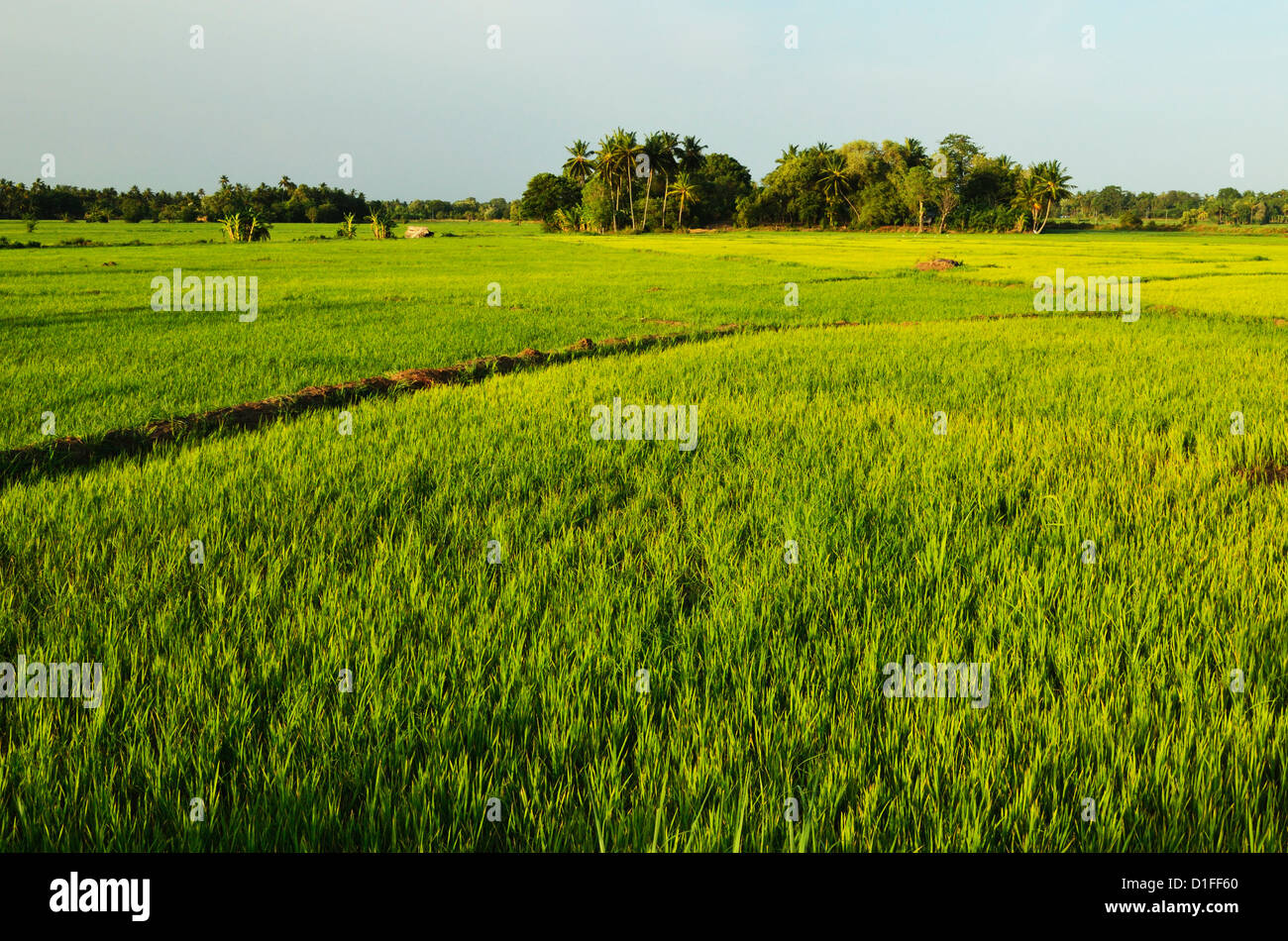 I campi di riso, Polonnaruwa, Sri Lanka, Asia Foto Stock