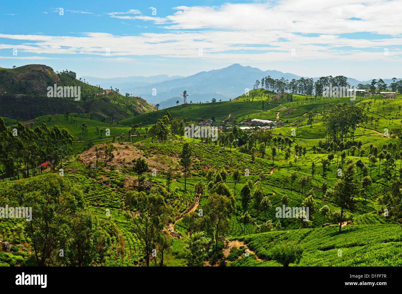 Vista di piantagioni di tè da Lipton della Seat, Haputale, Sri Lanka, Asia Foto Stock