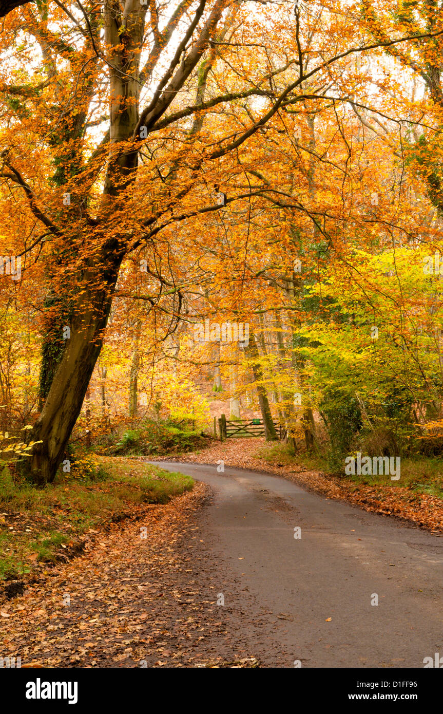 Foglie di autunno sul viottolo di campagna nelle vicinanze del Petworth, West Sussex, in Inghilterra, Regno Unito. Novembre. Foto Stock