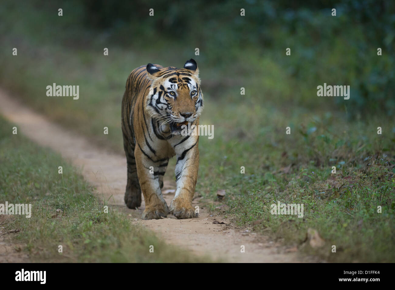 Tigre maschio chiamato 'Munna', con la fronte motivo a strisce che assomiglia alla parola 'cat', passeggiate su una pista forestale. Foto Stock