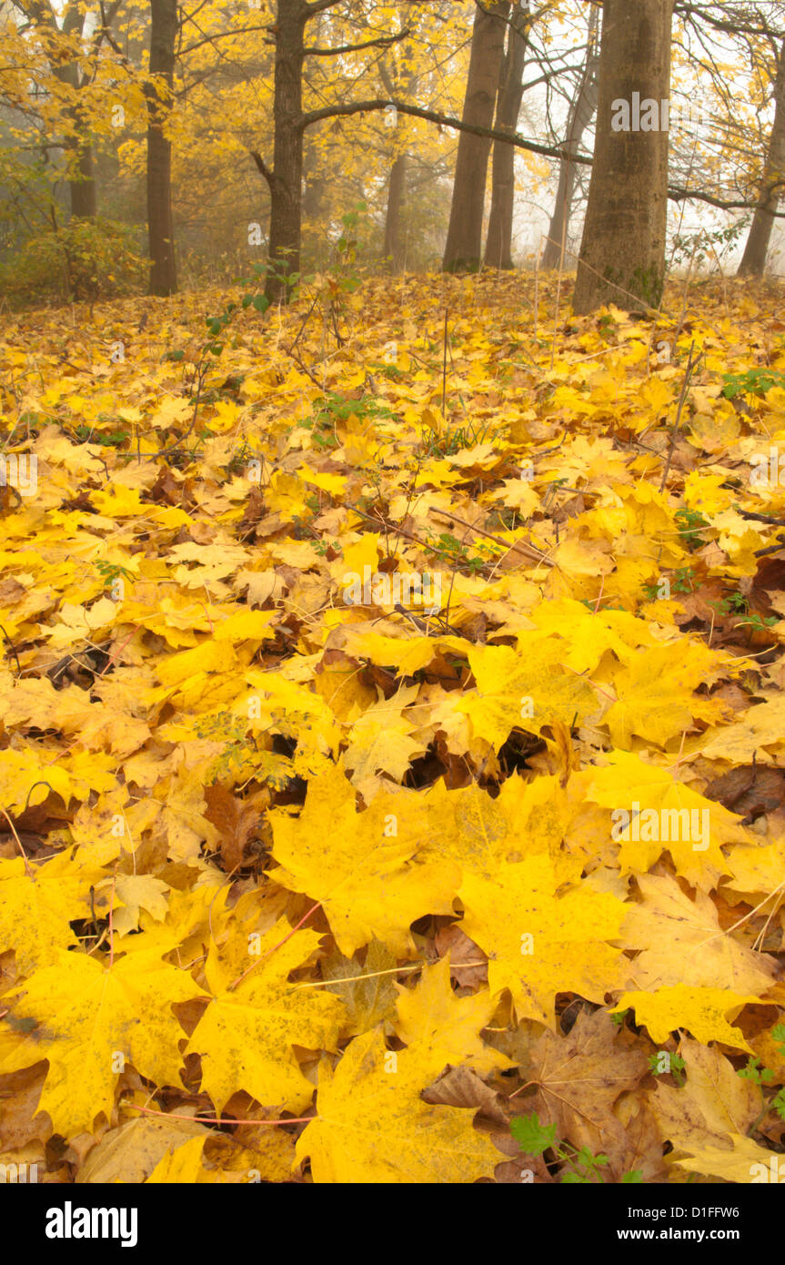 Foglie di acero [Acer pseudoplatanus] caduta foglie in novembre. West Sussex, in Inghilterra, Regno Unito. Foto Stock