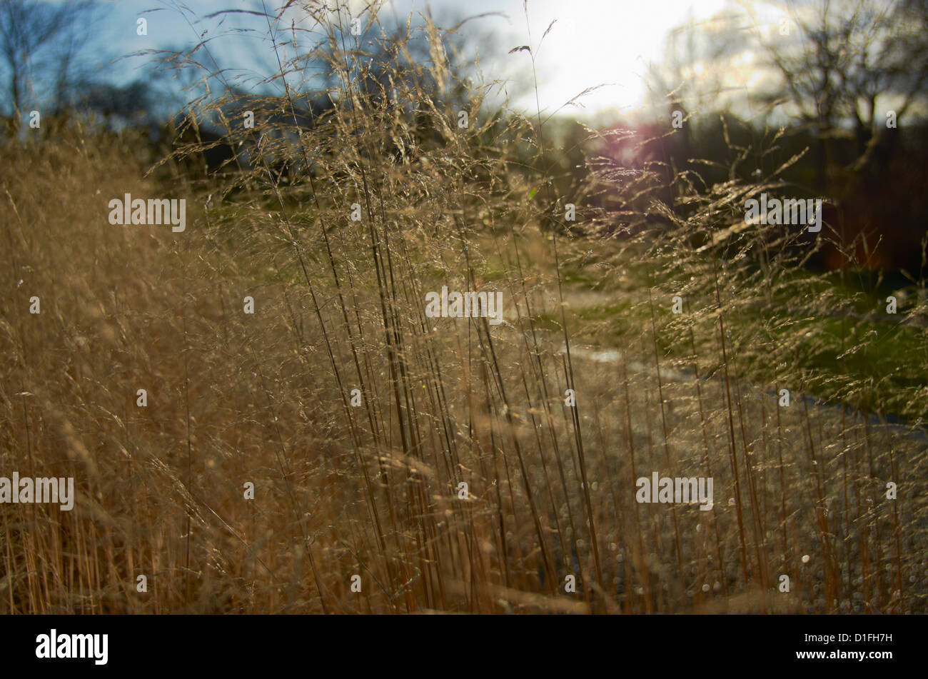 Erbe in un RHS Garden (Harlow Carr) Foto Stock