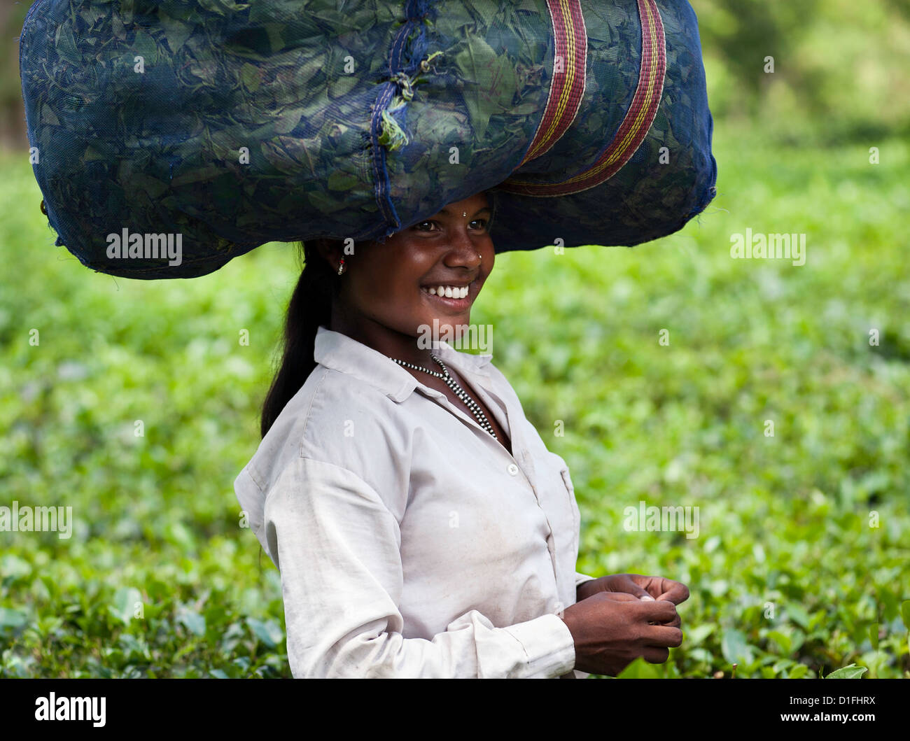 Le foglie di tè harvester porta sacchetto pieno di foglie di tè sul suo capo la ponderazione più vicina al punto. Essa è circondata da alberi di tè. Foto Stock