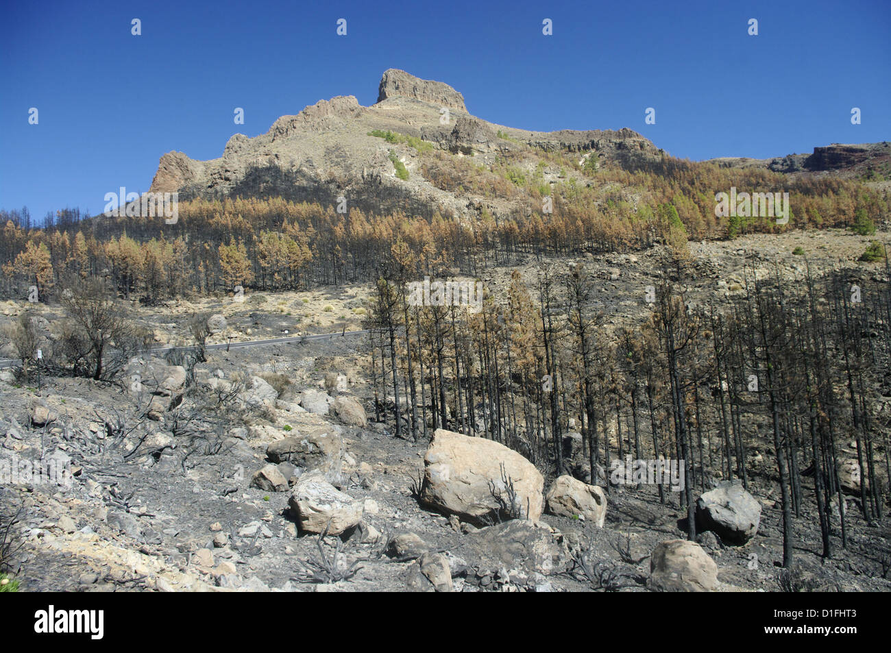 Tenerife - wild i danni causati dagli incendi di foreste di pino Foto Stock