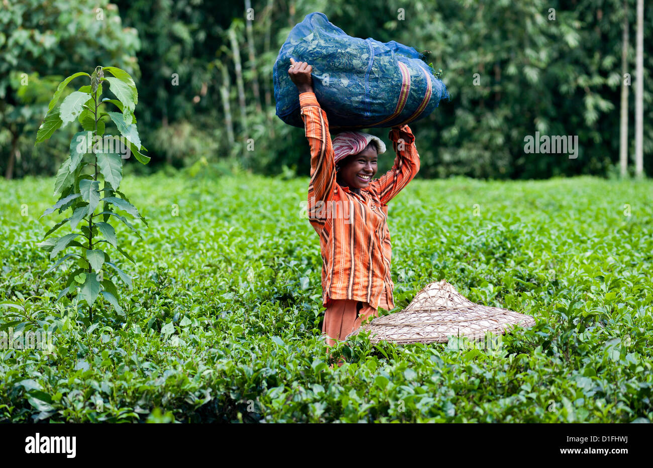 Harvester ascensori sacchetto pieno di foglie di tè sulla sua testa per trasportare le foglie per essere pesato. La foraggera è sorridente. Foto Stock