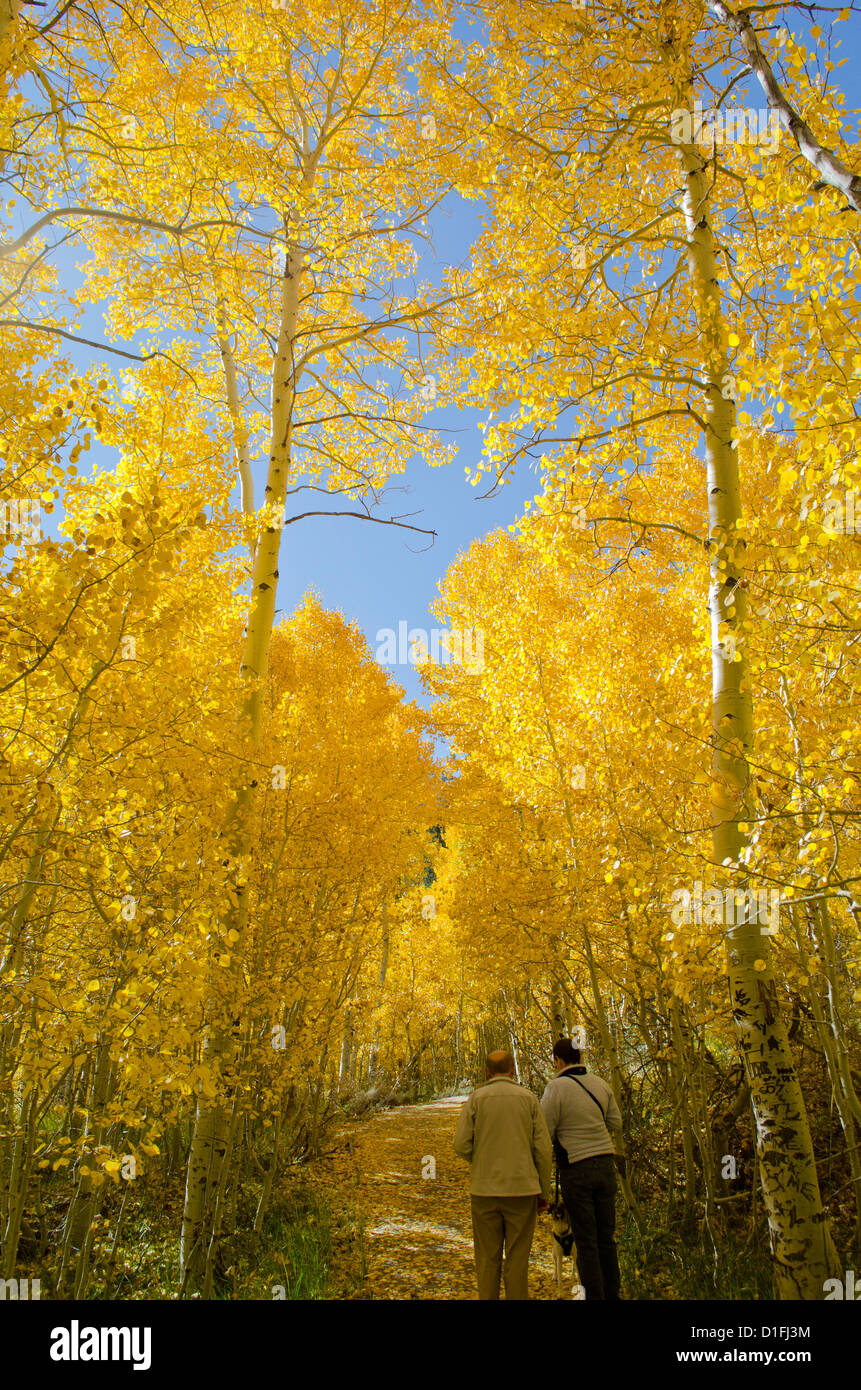 I colori dell'autunno Sierra Orientale Montagne Lago giugno ansa nei pressi di Mammoth California Foto Stock