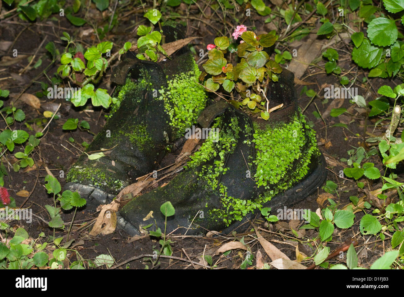 Stivali vecchi con moss / felci crescente sulla pelle - utilizzati come vasi per piante / contenitori in giardino Foto Stock