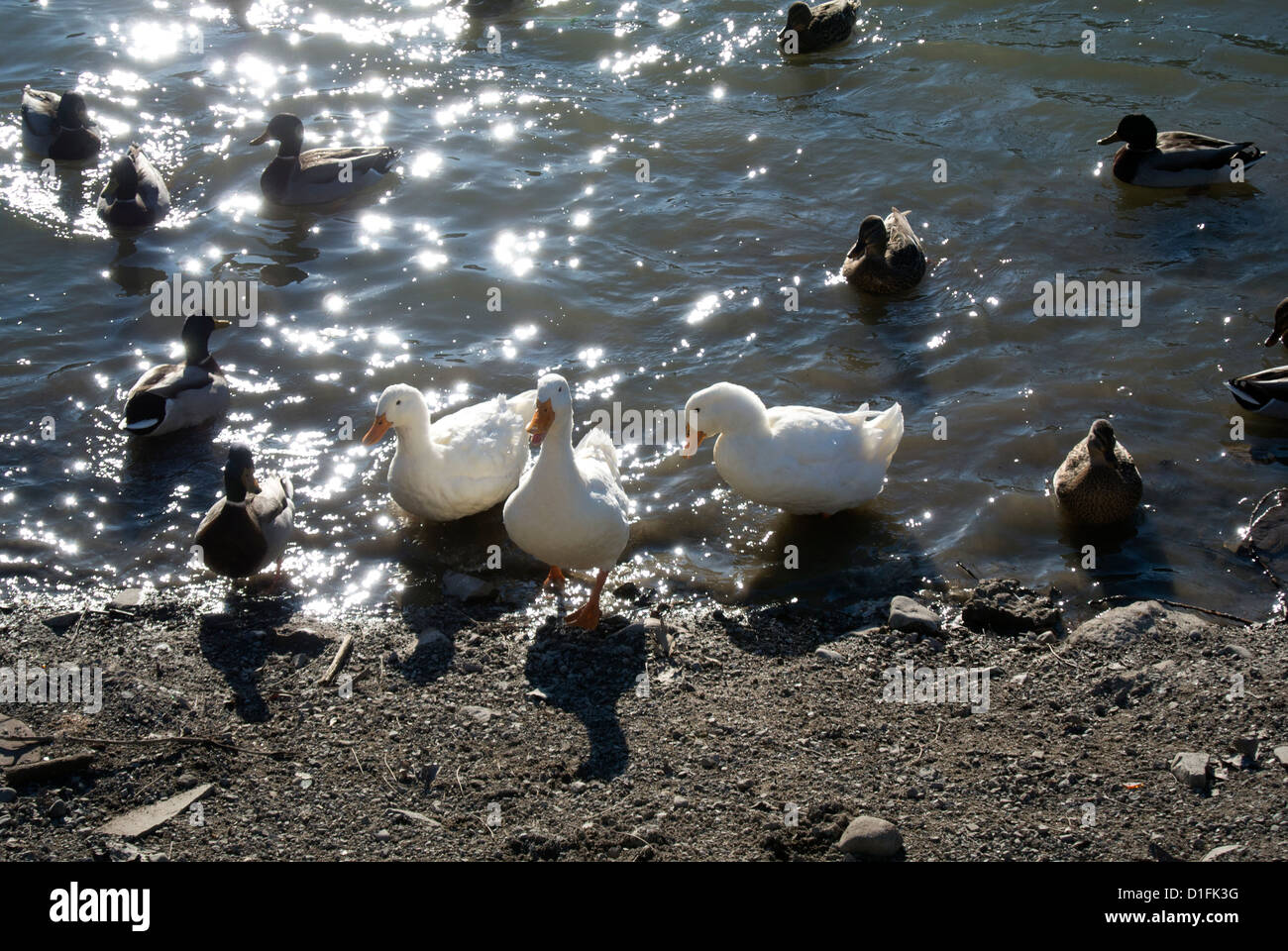 Selvaggio e le anatre domestiche nel Canale Erie. Foto Stock