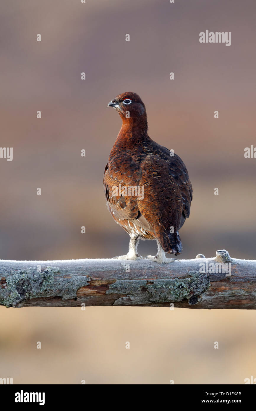 Red Grouse, Lagopus lagopus scoticus, singolo uccello sulla recinzione, Cairngorms, Scozia, Novembre 2012 Foto Stock