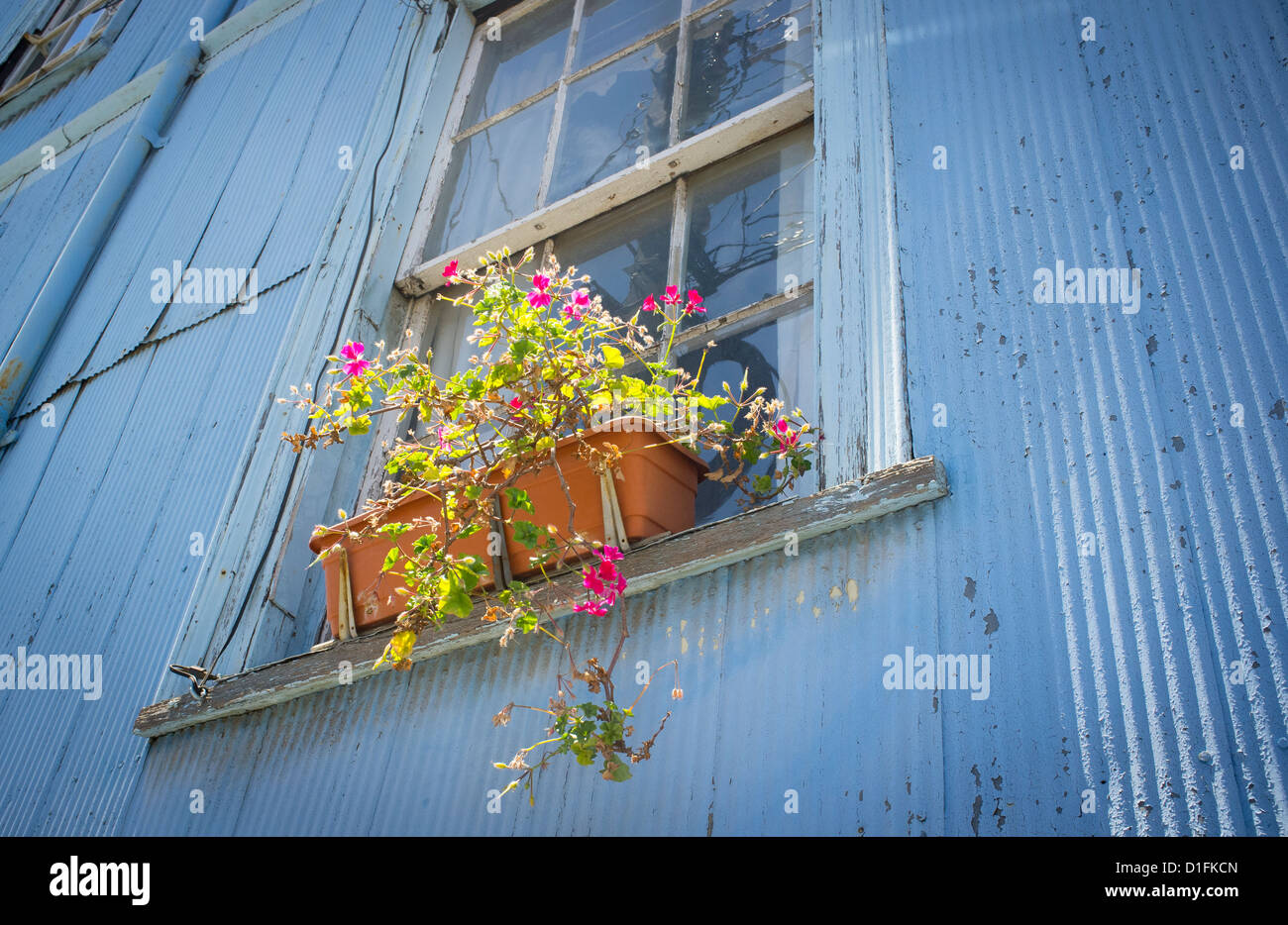 Finestra con fiori casa tipica in Cerro Alegre Valparaiso, Cile Foto Stock