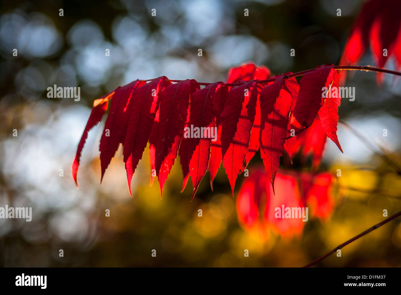 Crimson tinto di foglie di sommaco staghom, autunno autunno Karmesinrote Essigbaumblätter im Herbst Foto Stock