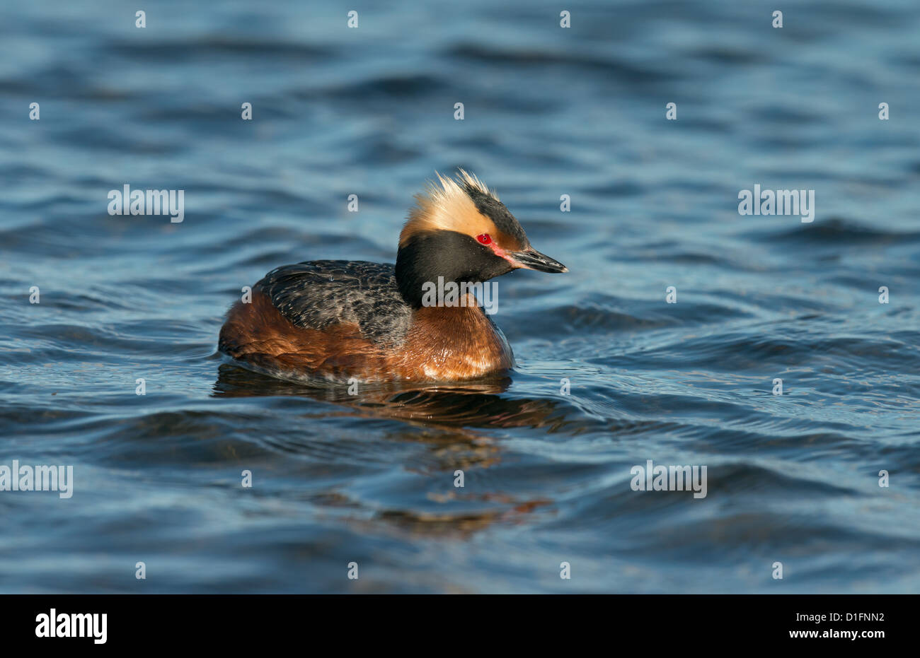 Svasso della Slavonia in estate piumaggio di allevamento Foto Stock