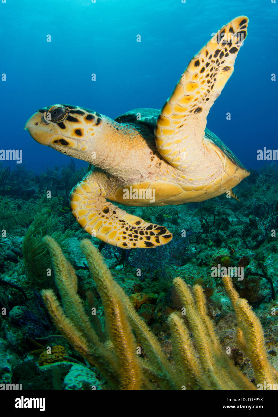 Hawksbill tartaruga di mare Foto Stock