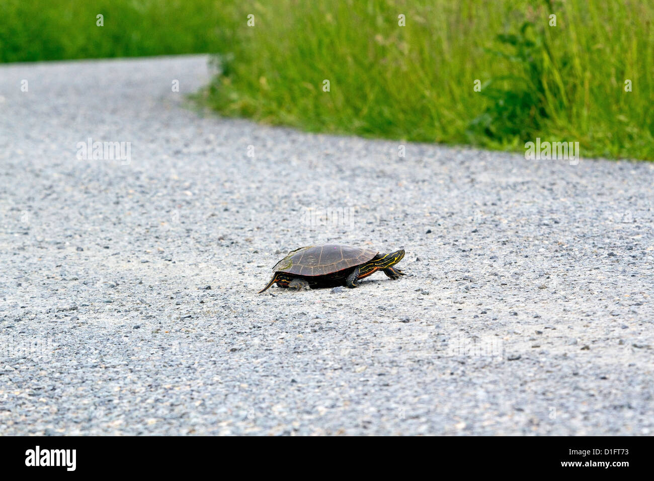 Western dipinto Turtle Foto Stock