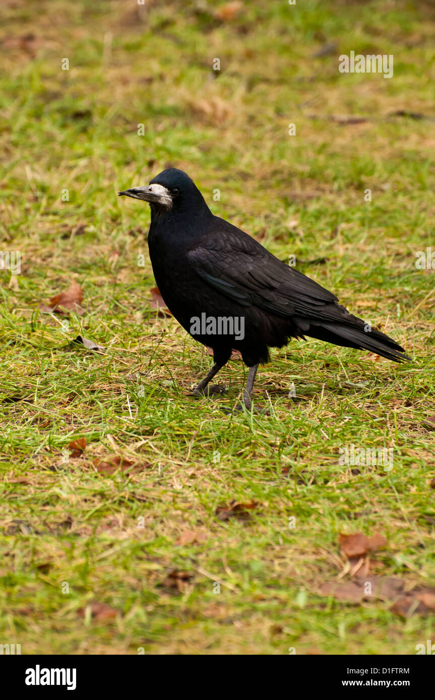 Crow in piedi in erba Foto Stock
