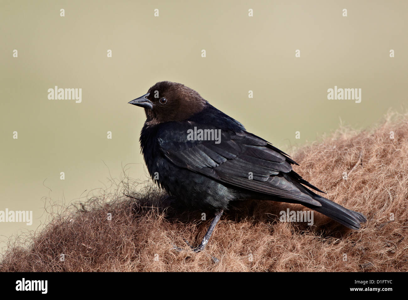 Marrone-guidato cowbird (Molothrus ater), il Parco Nazionale di Yellowstone, Wyoming negli Stati Uniti d'America, America del Nord Foto Stock