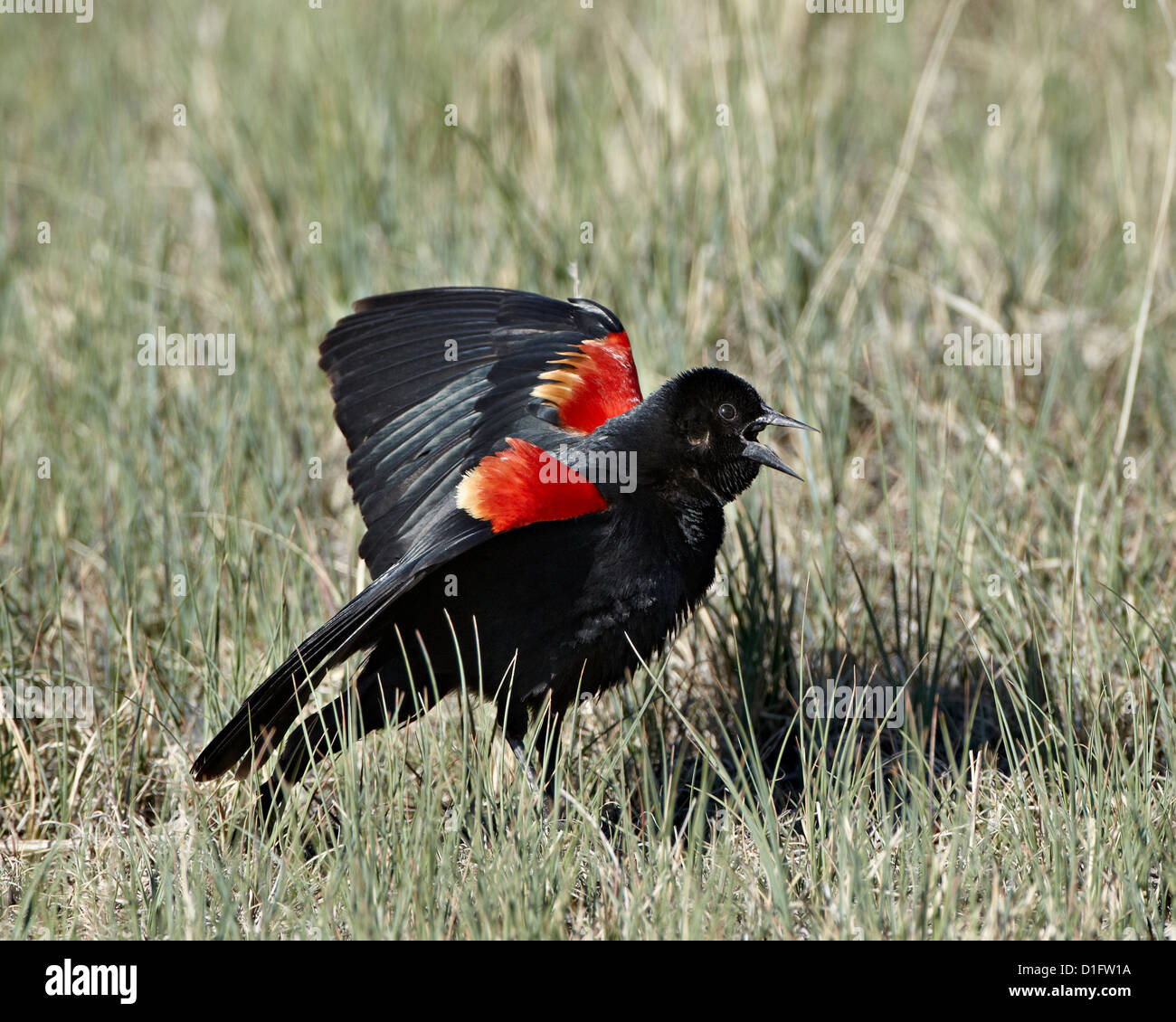 Maschio rosso-winged blackbird (Agelaius phoeniceus) Visualizzazione, Pawnee prateria nazionale, Colorado, Stati Uniti d'America Foto Stock
