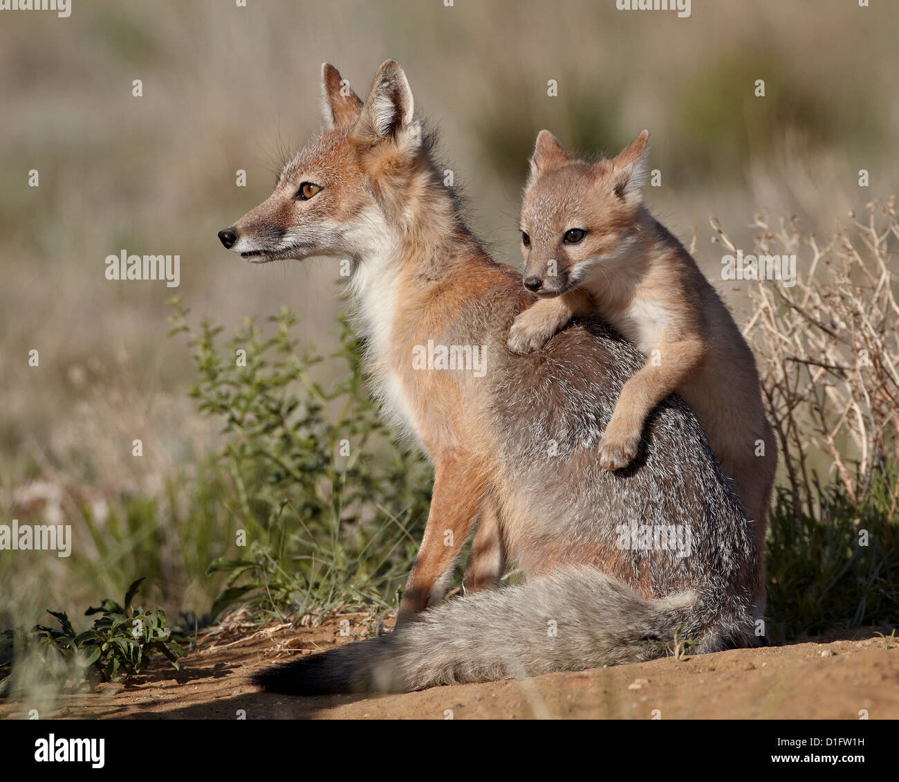 Swift volpe (Vulpes vulpes velox) kit arrampicata su vixen, Pawnee prateria nazionale, Colorado, Stati Uniti d'America, America del Nord Foto Stock