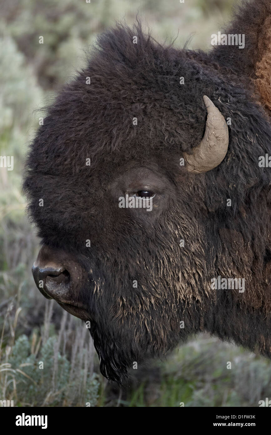 (Bison bison bison) bull, il Parco Nazionale di Yellowstone, Wyoming negli Stati Uniti d'America, America del Nord Foto Stock