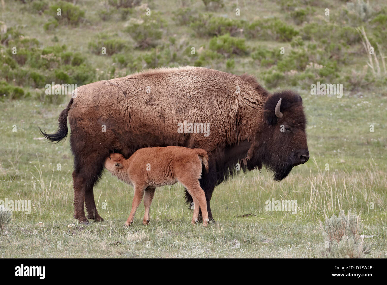 (Bison bison bison) mucca allattava il vitello, il Parco Nazionale di Yellowstone, Wyoming negli Stati Uniti d'America, America del Nord Foto Stock