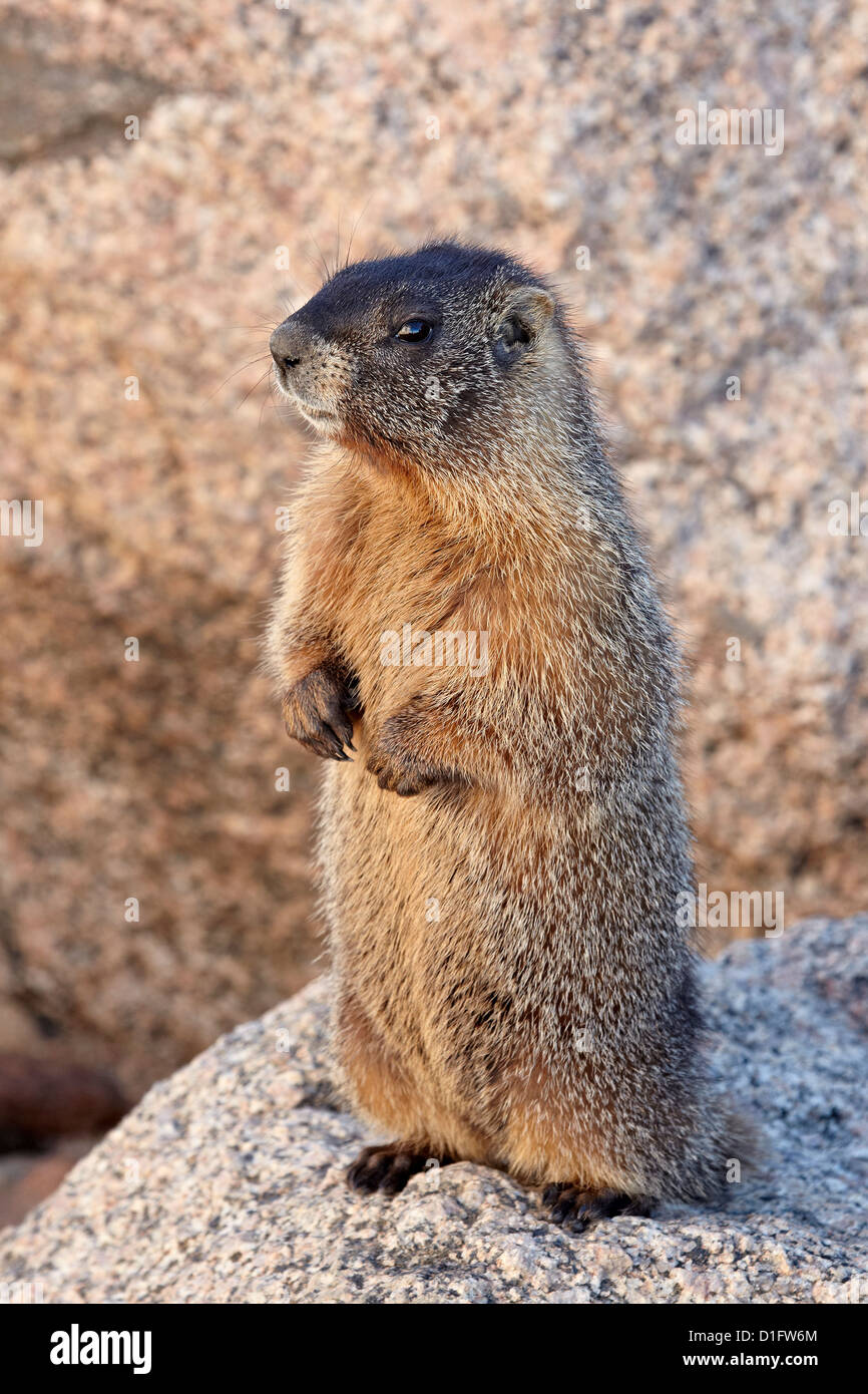 Marmotta di ventre giallo (yellowbelly marmotta (Marmota flaviventris), Mount Evans, Arapaho-Roosevelt National Forest, Colorado, STATI UNITI D'AMERICA Foto Stock