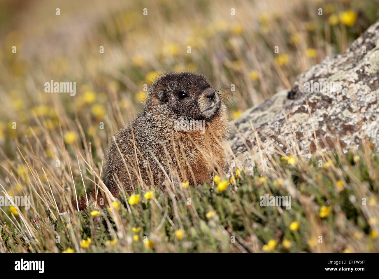 Marmotta di ventre giallo (Marmota flaviventris) in mezzo giallo dryad, Mount Evans, Arapaho-Roosevelt National Forest, Colorado, STATI UNITI D'AMERICA Foto Stock