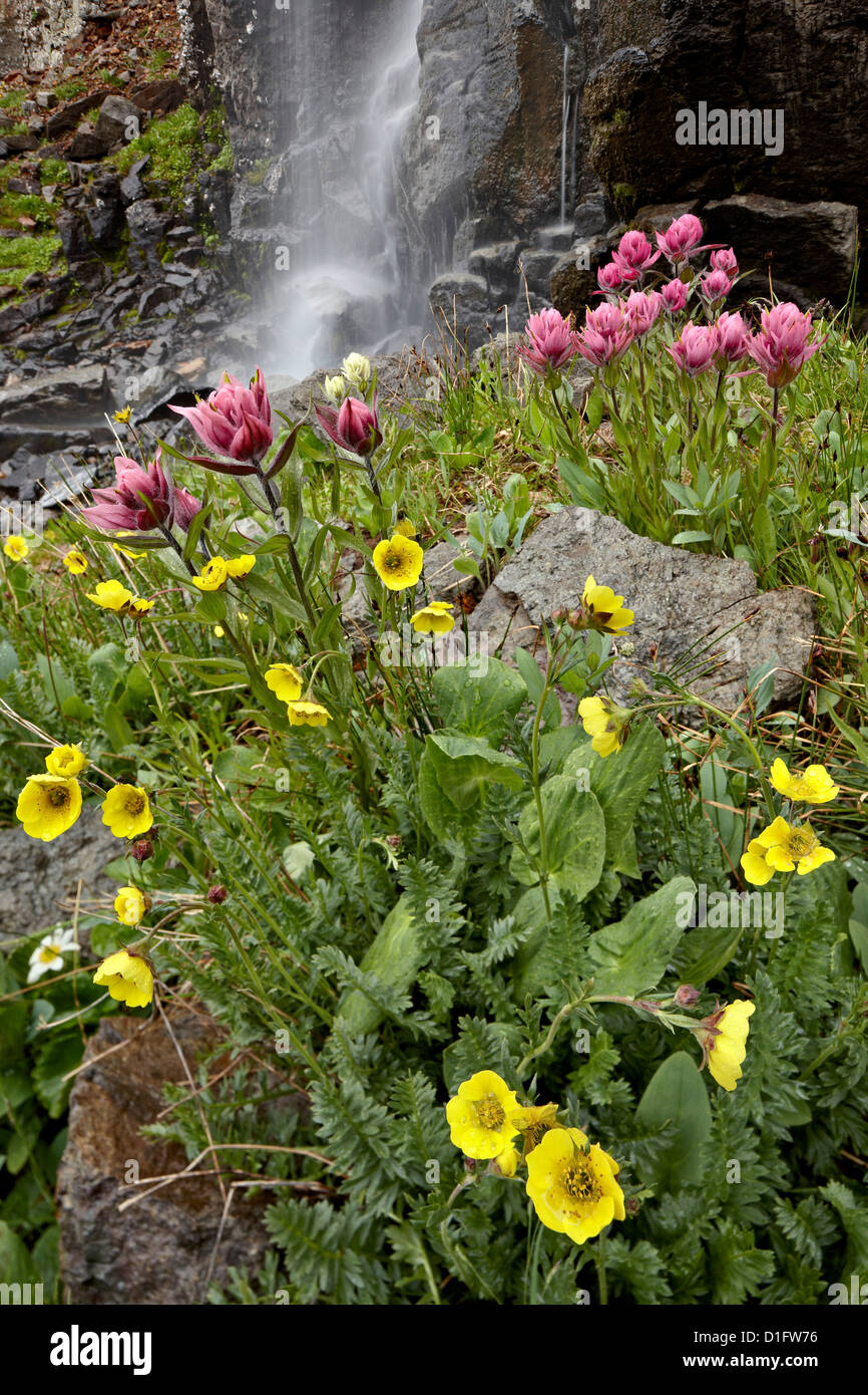 Alpine avens (Acomastylis rossii turbinata) e rosy paintbrush (Castilleja rhexifolia), San Juan National Forest, Colorado, STATI UNITI D'AMERICA Foto Stock