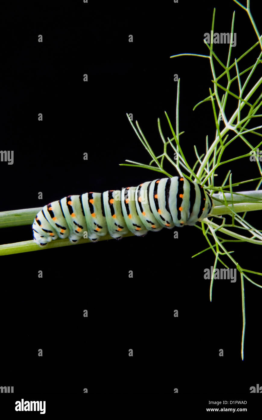 Papilio machaon larva, farfalla della famiglia Papilionidae, Italia, Europa Foto Stock