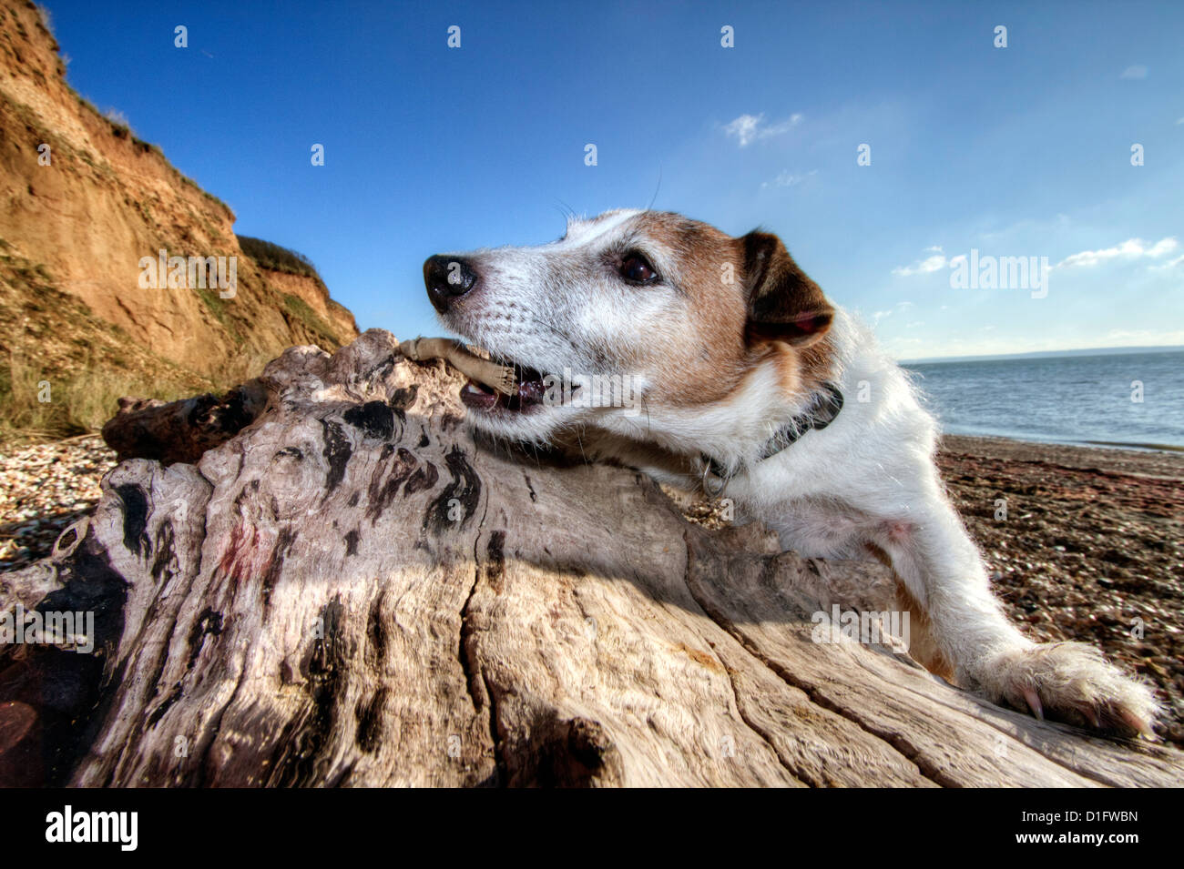 Jack Russell cane giocando sulla spiaggia Foto Stock