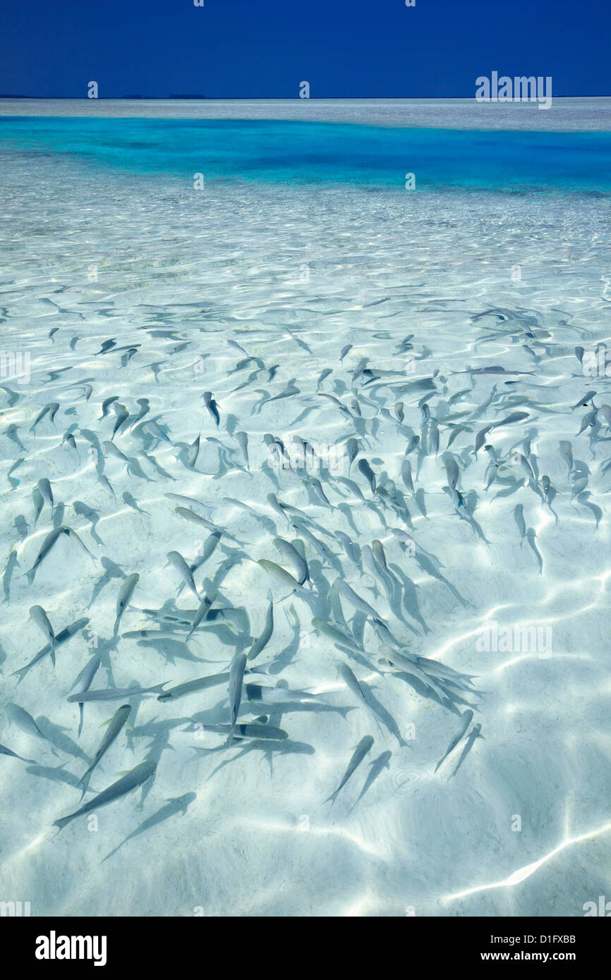 Scuola di pesci e la laguna tropicale, Maldive, Oceano Indiano, Asia Foto Stock