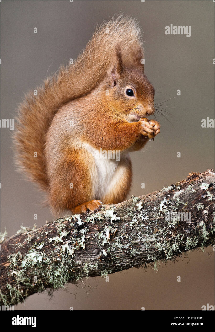 Europeo scoiattolo rosso di avanzamento sul ramo di albero Cairngorms National Park Foto Stock