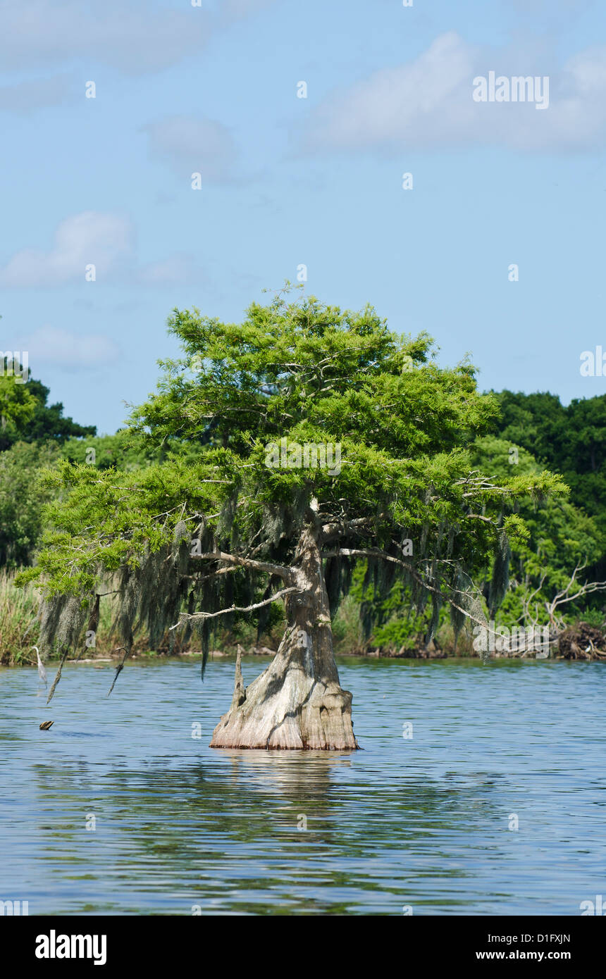 I giovani di Cipro tree, Everglades, Sito Patrimonio Mondiale dell'UNESCO, Florida, Stati Uniti d'America, America del Nord Foto Stock