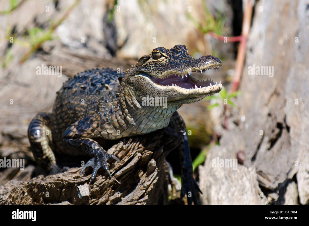 Il coccodrillo americano (Alligator mississippiensis), Everglades, Florida, Stati Uniti d'America, America del Nord Foto Stock