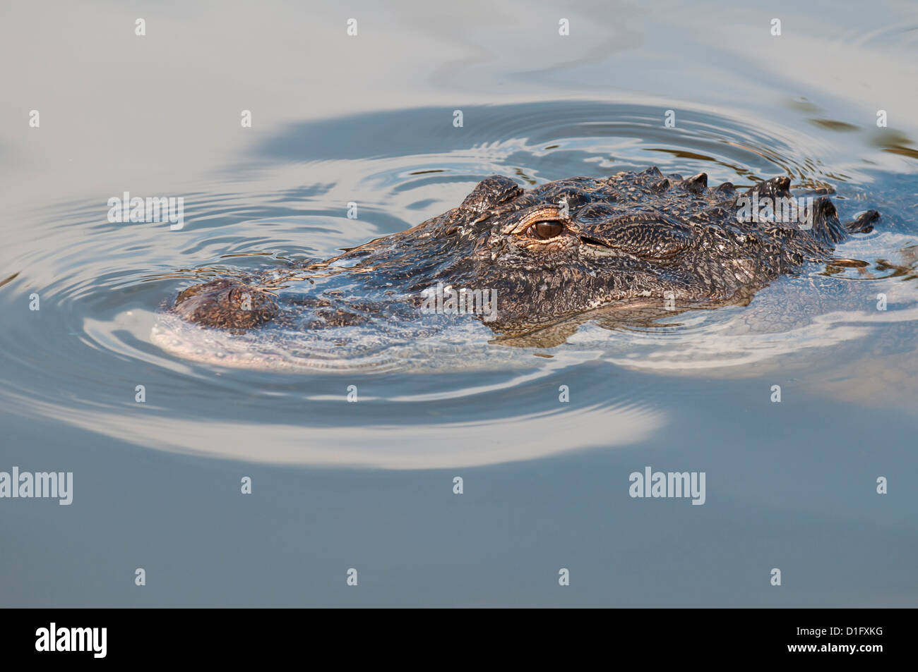 Il coccodrillo americano (Alligator mississippiensis), Everglades, Florida, Stati Uniti d'America, America del Nord Foto Stock