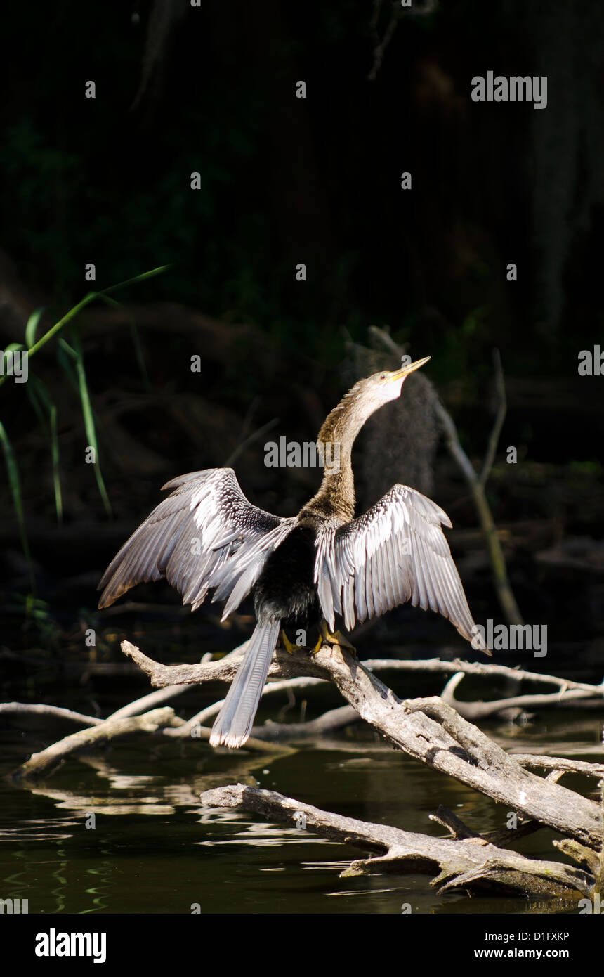 Anhinga (Anhinga anhinga), Everglades, Sito Patrimonio Mondiale dell'UNESCO, Florida, Stati Uniti d'America, America del Nord Foto Stock