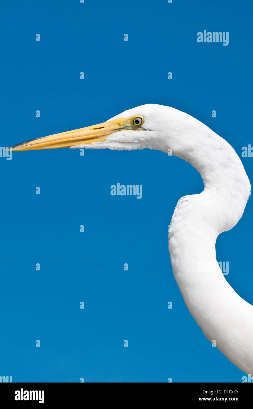 Airone bianco maggiore (Ardea alba), Everglades, Florida, Stati Uniti d'America, America del Nord Foto Stock