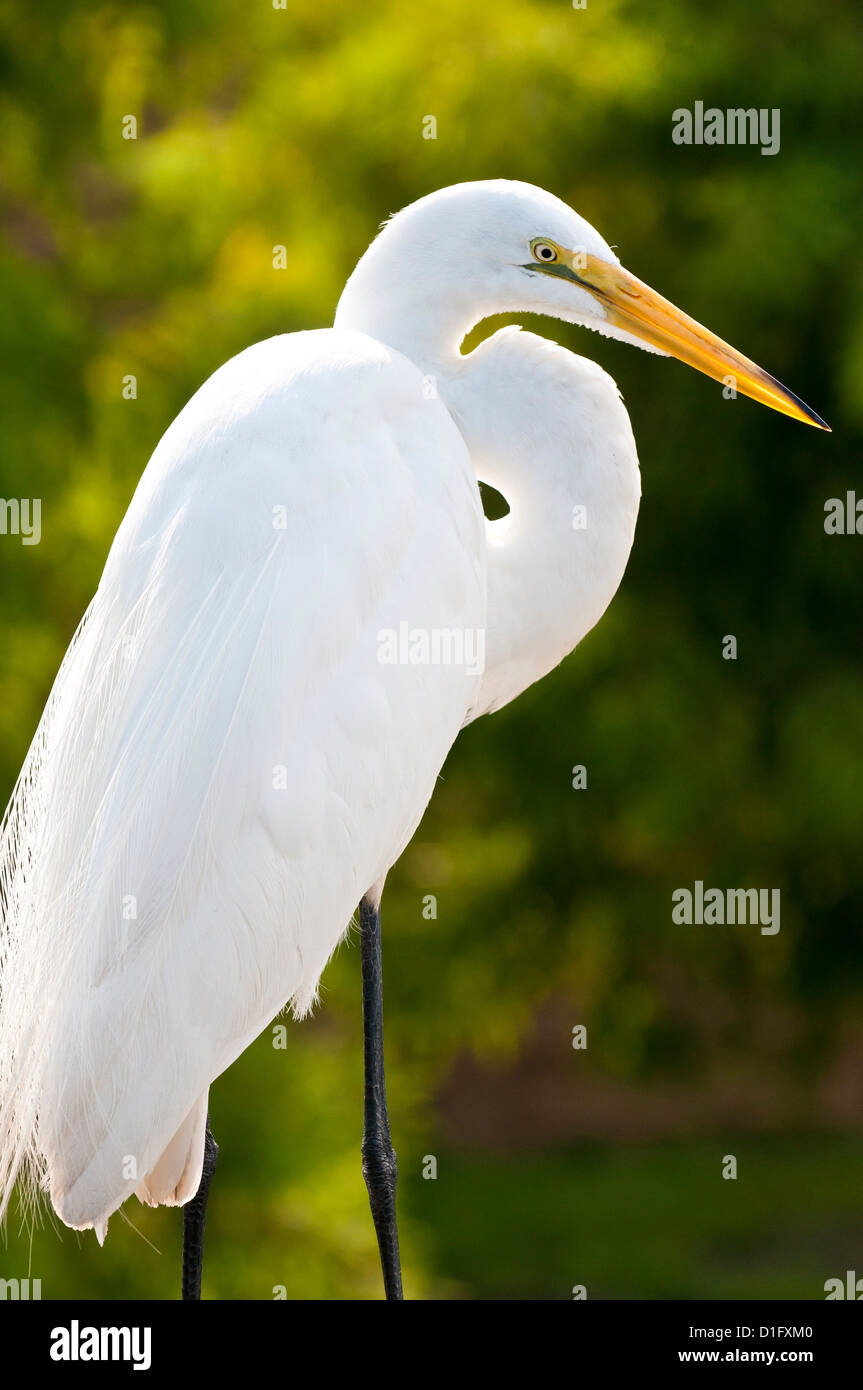 Airone bianco maggiore (Ardea alba), Everglades, Florida, Stati Uniti d'America, America del Nord Foto Stock