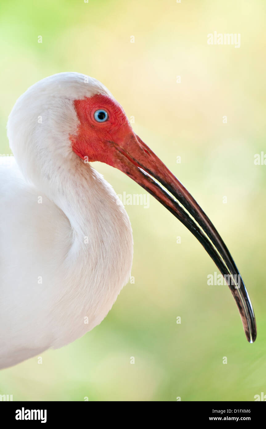 Bianco (ibis Eudocimus albus), Everglades, Florida, Stati Uniti d'America, America del Nord Foto Stock