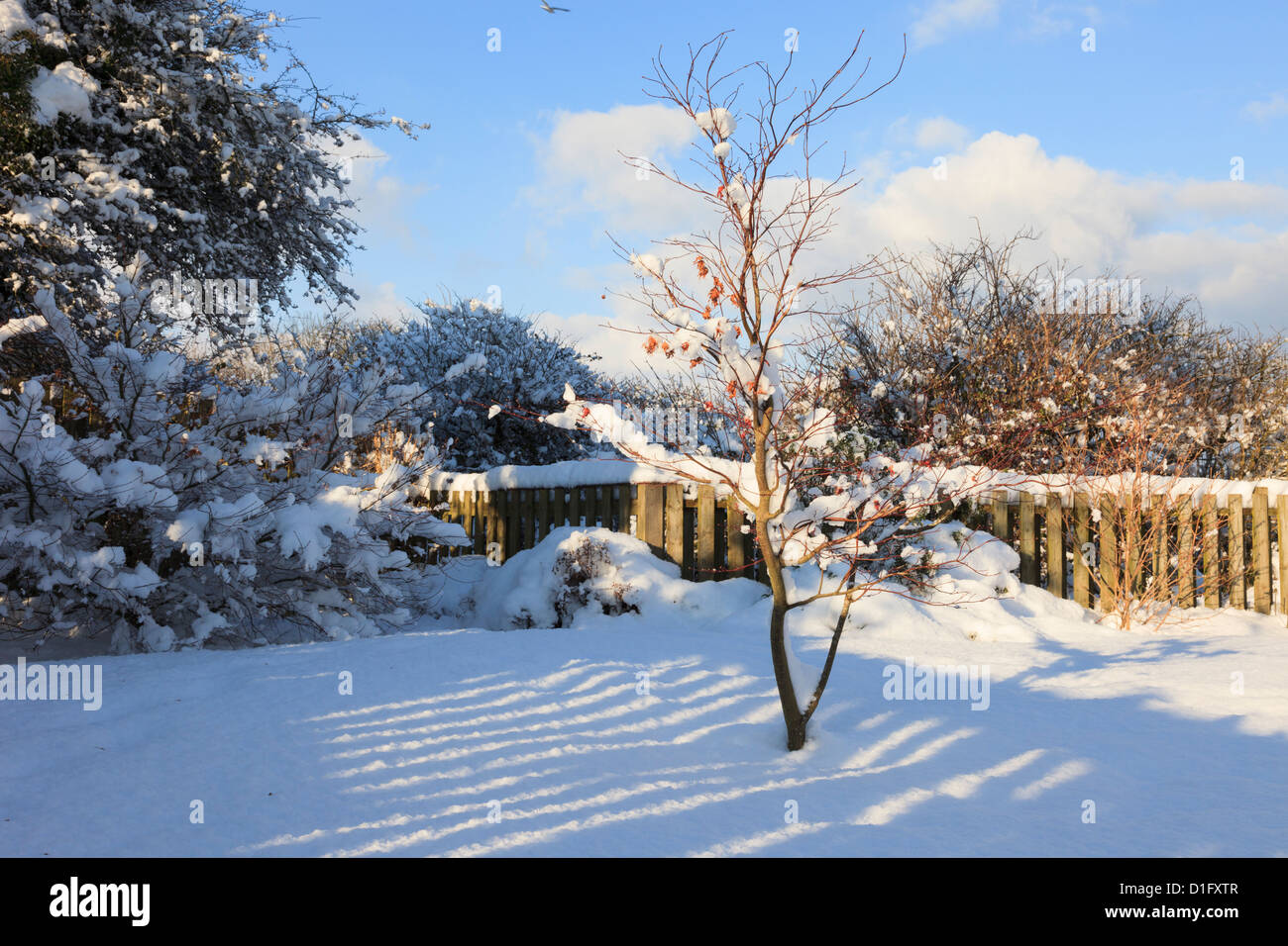 Recinzione ombra sulla neve in un giardino sul retro con Acer in inverno su Anglesey North Wales UK Gran Bretagna. Foto Stock