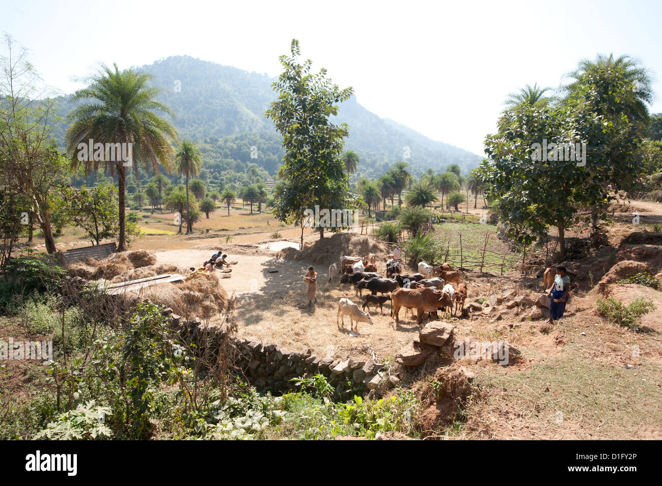 Villaggio comunale bovini la trebbiatura del riso a piedi su di esso in Saura villaggio tribale, rurale di Orissa, India, Asia Foto Stock