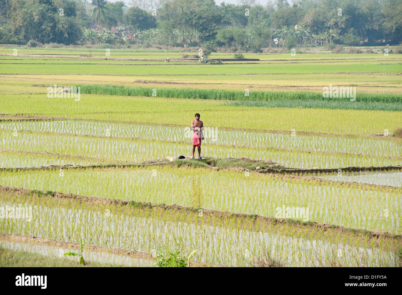 Coltivatore di riso di eseguire la mattina presto puja nel suo ricefield, rurale Bengala Occidentale, India, Asia Foto Stock