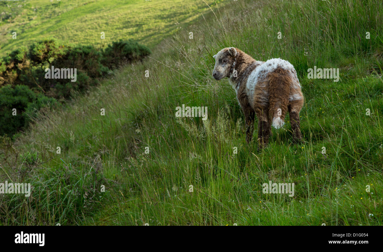 Un agnello di Jacob sulla brughiera. Parco Nazionale di Dartmoor Devon UK Foto Stock