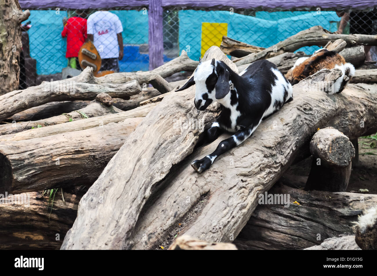 Una capra in zoo aperto in attesa di cibo dai turisti. Foto Stock