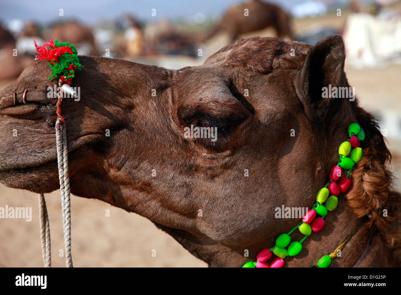 Pushkar fiera,festival tradizionale,Camel,Camel camp,'Camel festival di Pushkar',Safari,,animale mammifero,tema animale,gruppo di animali, Foto Stock