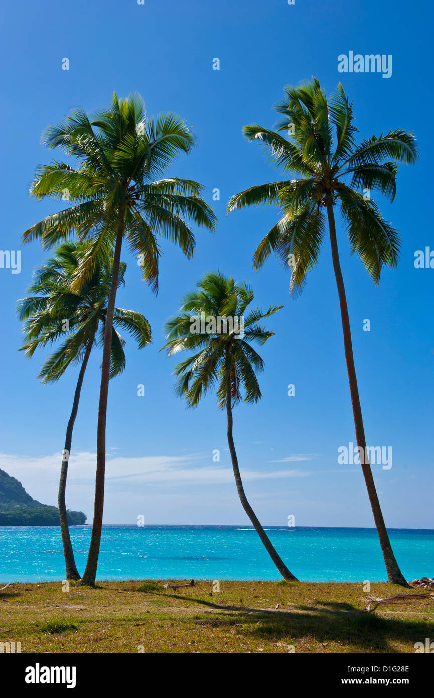 Alberi di palma, Porto Orly, Isola di Espiritu Santo, Vanuatu, South Pacific Pacific Foto Stock