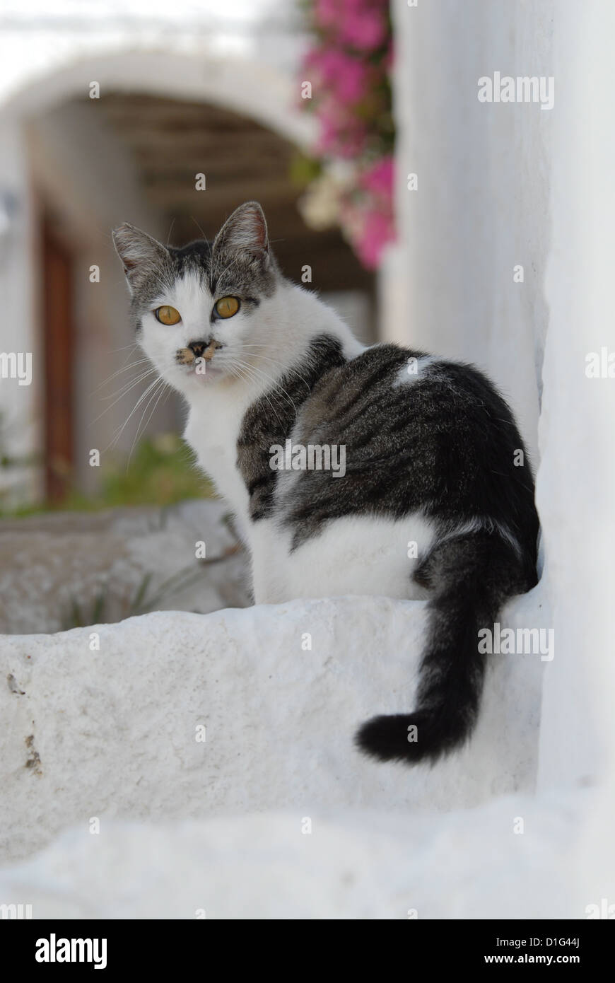 Tabby e bianco, seduto su un gradino, Grecia DODECANNESO Isola, Non-pedigree Shorthair, Felis silvestris forma catus, domesticus Foto Stock