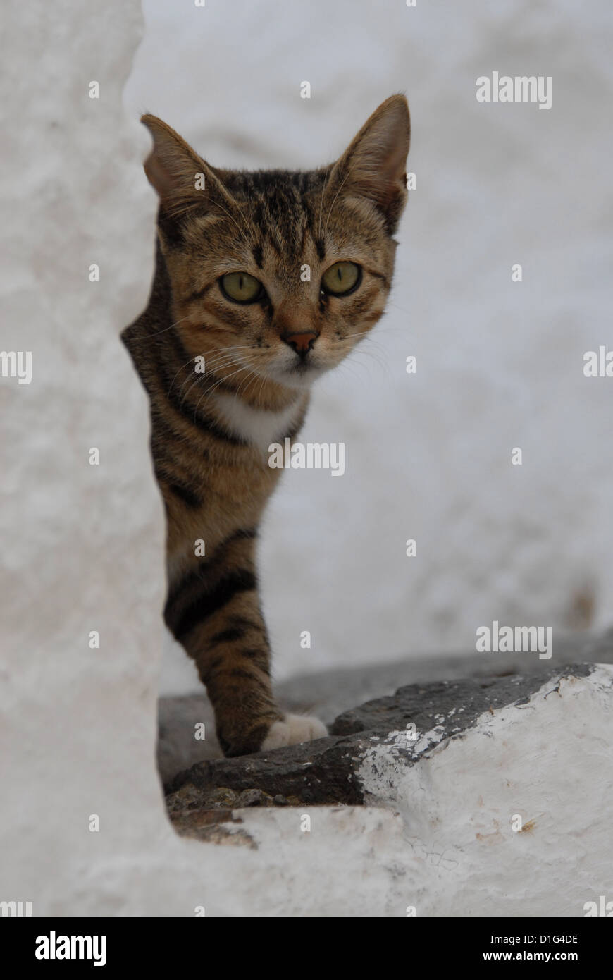 Tabby e bianco, seduto su un gradino, Grecia DODECANNESO Isola, Non-pedigree Shorthair, Felis silvestris forma catus, domesticus Foto Stock